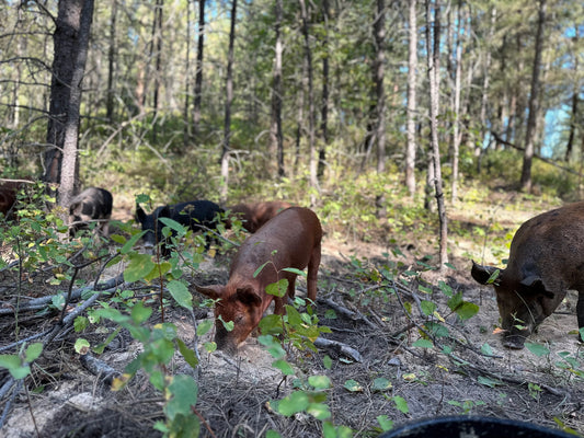 The Benefits of Choosing Local Meat from Local Farms