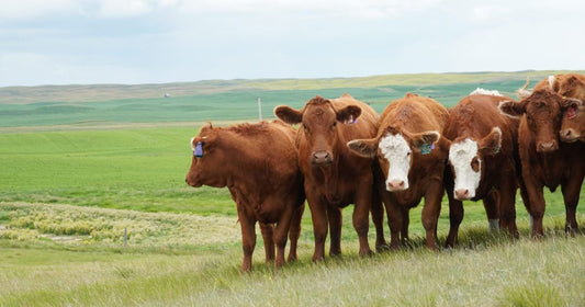 What’s Behind the Rising Price of Beef in BC?