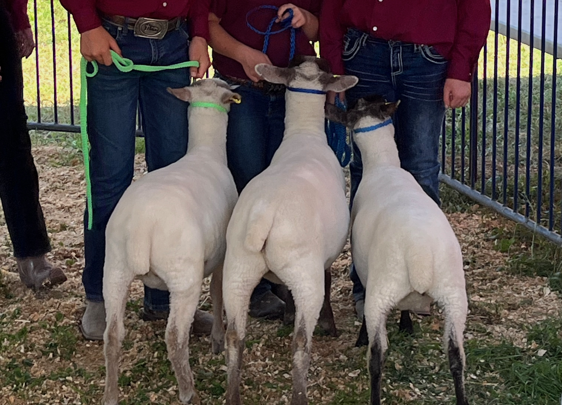 Sheep Butt Each Other - But Why?