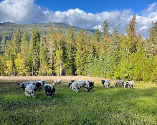 Why Finding Local Beef in BC Is Getting Harder