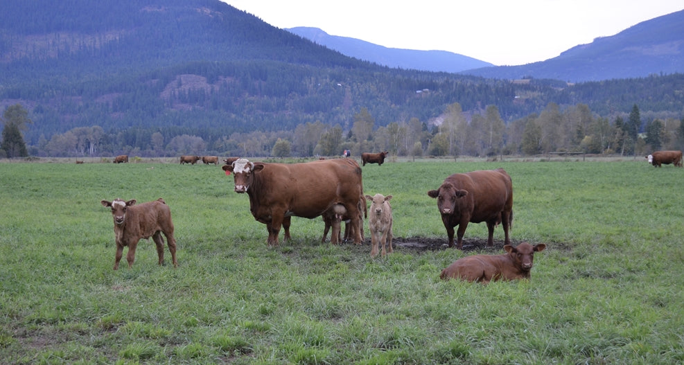 Adapting to Rising Beef Prices in Canada + Tips to Save Money on Meat