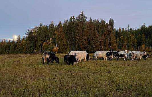 Cloned Meat in Canada: What It Means & How We Farm at YFM