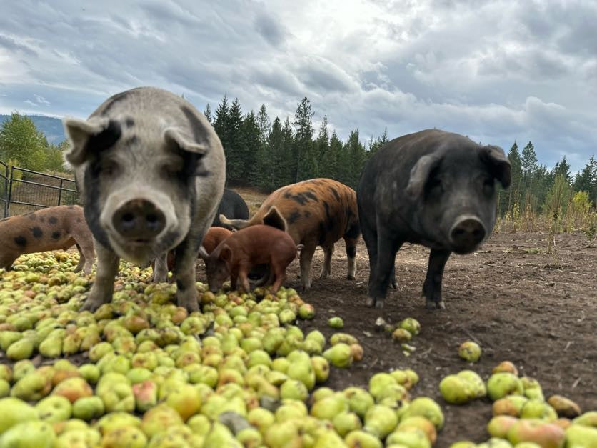 Heritage Pasture-Raised Pigs Grazing on Keenan Family Farms