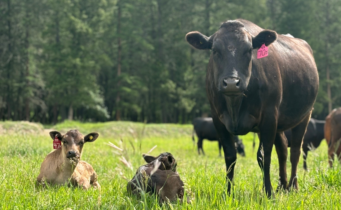 Introducing BC-Raised Full-Blood Wagyu