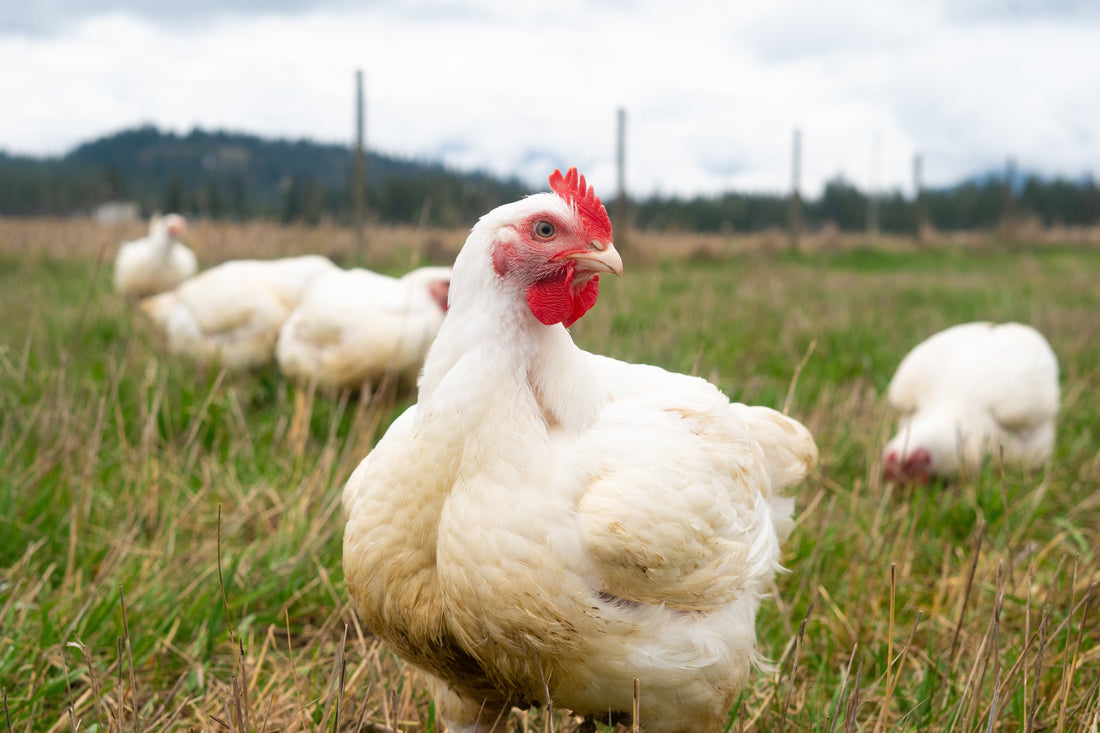 What Does Pasture-Raised Chicken Mean? A Guide to Local YFM Chicken