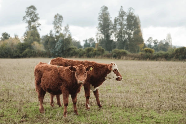 Understanding Grass-Fed & Grain-Finished Beef: The Best of Both Worlds