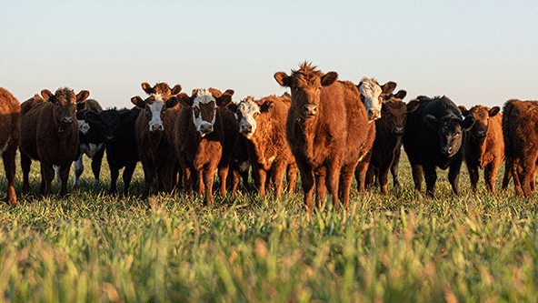 Save Big & Eat Better: The Benefits of Buying Half or Whole Animals