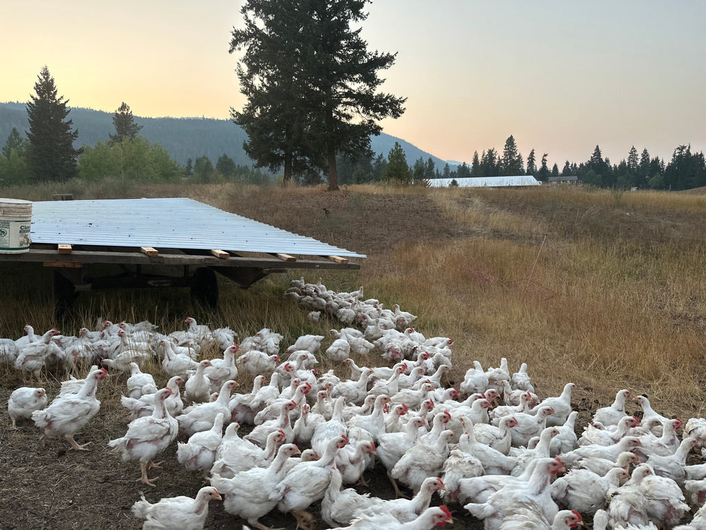 Local Meat Freezer Packs - Beef, Pork and Chicken - Vernon and